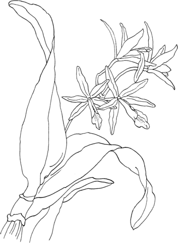 Laeliocattleya Rojo Orchid Coloring Page